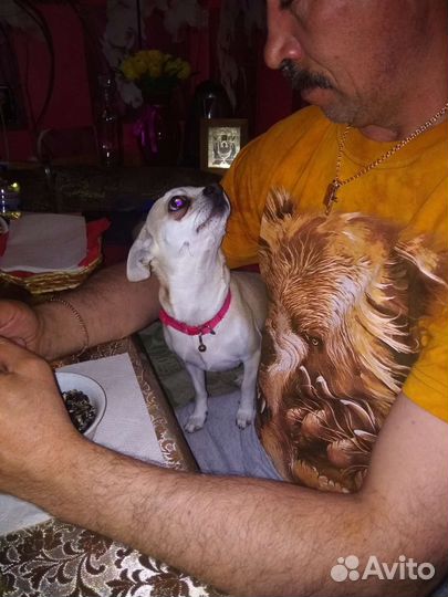 Вязка собак,мальчик чихуахуа ищет невесту