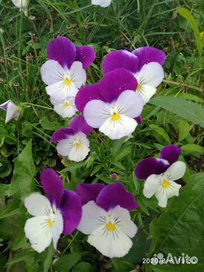 Семена красивых цветов