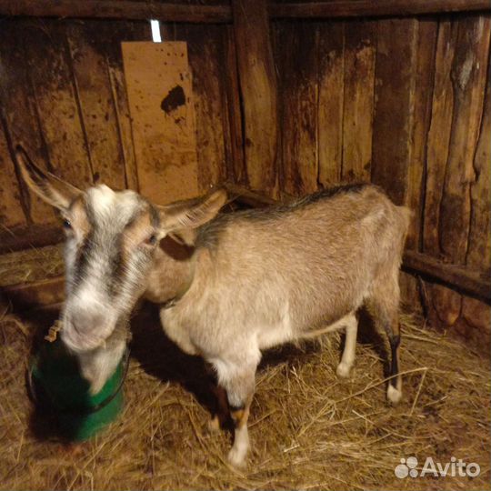 Альпийская коза