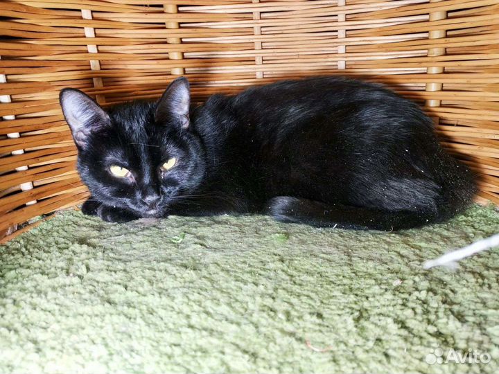 Кошка в дар