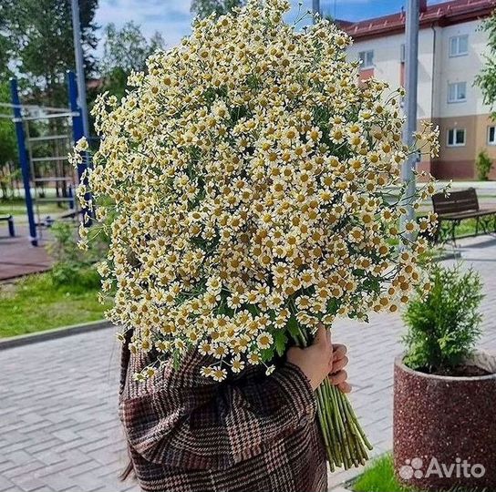 Букеты. Доставка ромашек