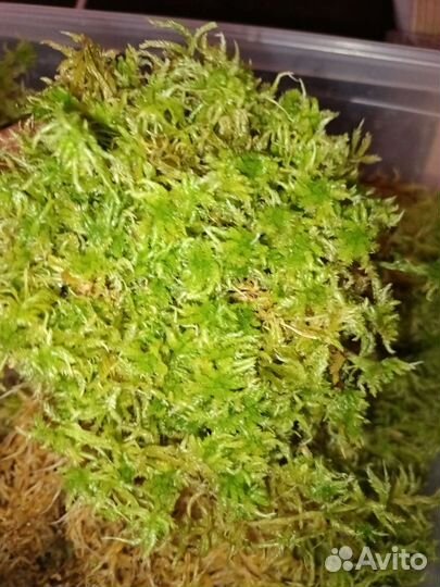 Мох сфагнум живой