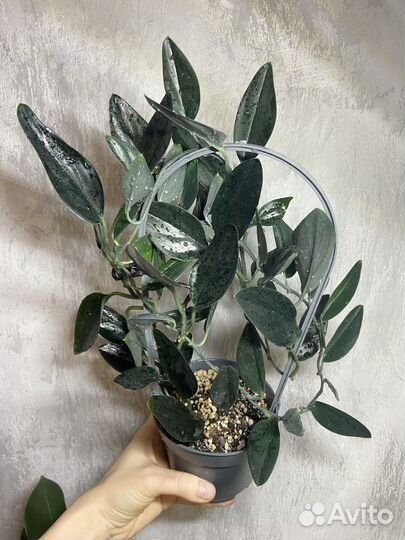 Сциндапсус дарк форм