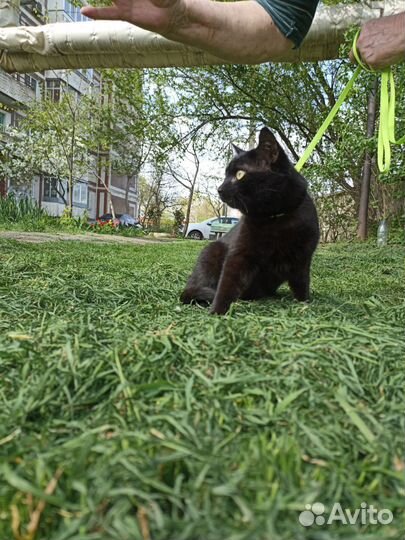 Кот кошка котята