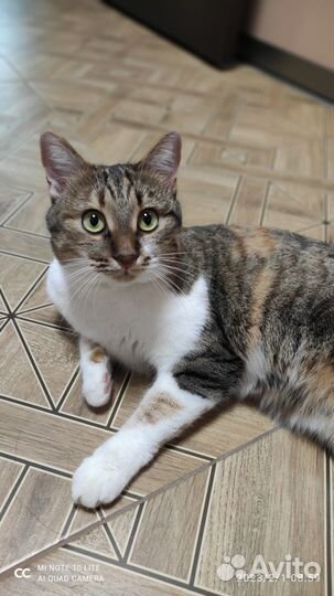 Зооняня,котоняня, ситтер, передержка, уход