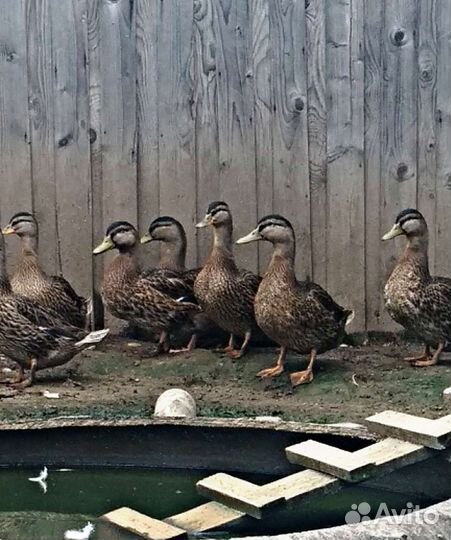 Утки подсадные для охоты