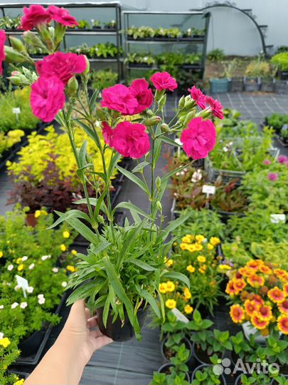 Многолетние растения