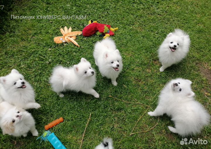 Белоснежные мальчики щенки японского шпица