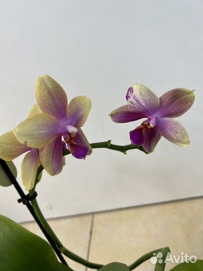 Орхидея фаленопсис лиодоро