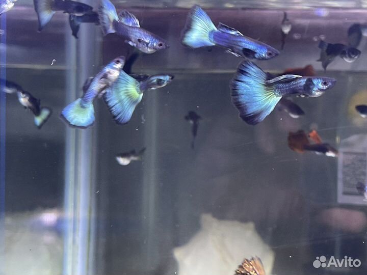 Аквариумные рыбки, Тернеция гло,Данио,меченосцы