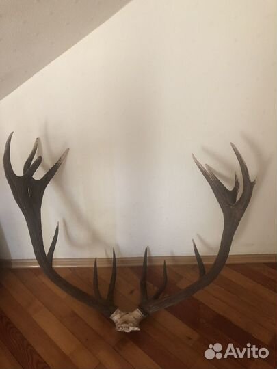 Рога оленя