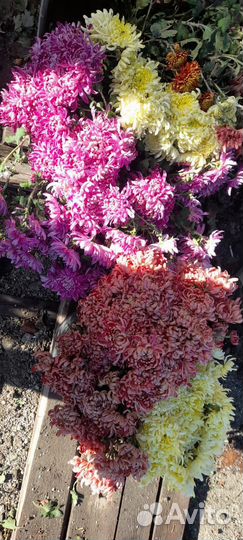 Хризантемы срез