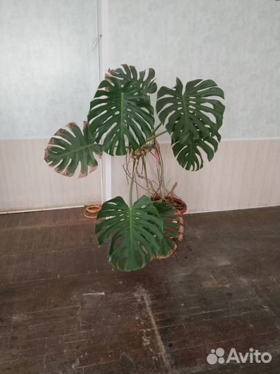 Разные монстеры и растения