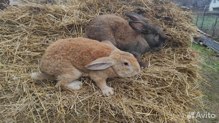 Кролики мясных пород