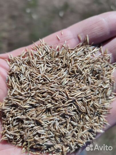 Овсянница красная (низкорослая газонная трава)