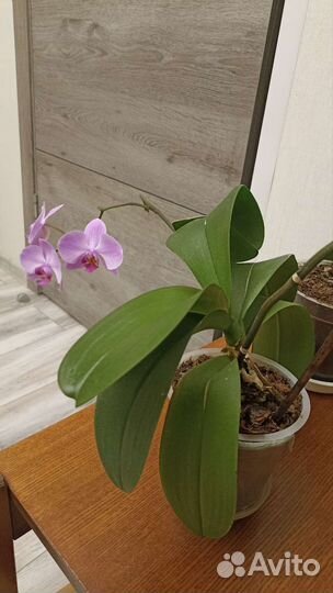 Орхидея фаленопсис