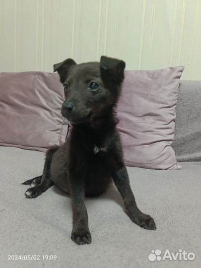 Собака в добрые руки щенок