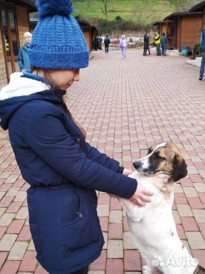 Передержка животных