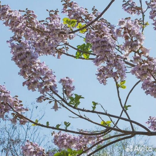 Саженцы Павловнии