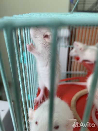 Декоративная крыса