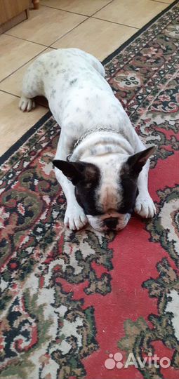 Французский бульдог кабель вязка