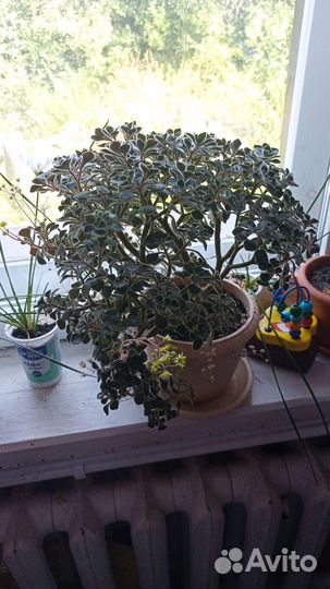 Продам цветок