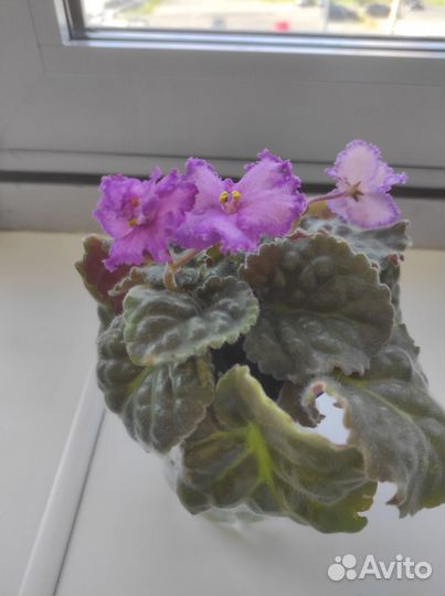 Сортовые фиалки