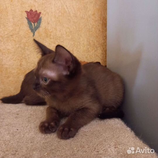 Бурманский котенок
