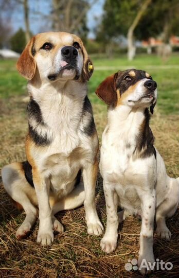 Малышка Чара бесплатно в добрые руки