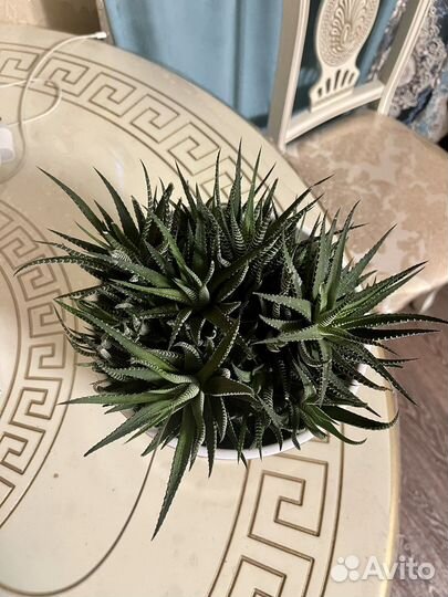 Суккуленты хавортия