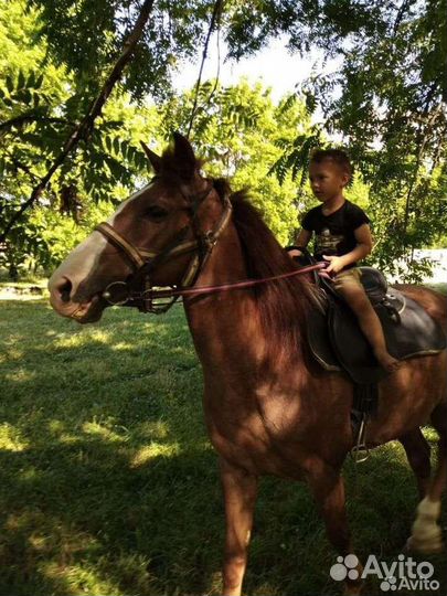 Конные прогулки