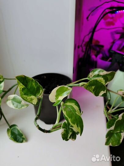 Сингониум, сциндапсус