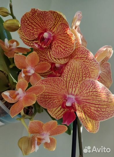 Орхидея фаленопсис KV Beauty