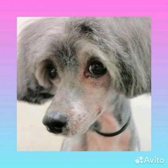 Стрижка кошек и собак в Алтуфьево