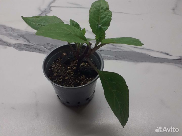 Джинура для диабетиков