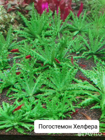 Аквариумные растения