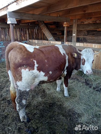 Коровы симменталки