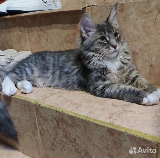 Котята мейн-кун