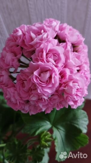 Укорененные черенки сортовых пеларгоний