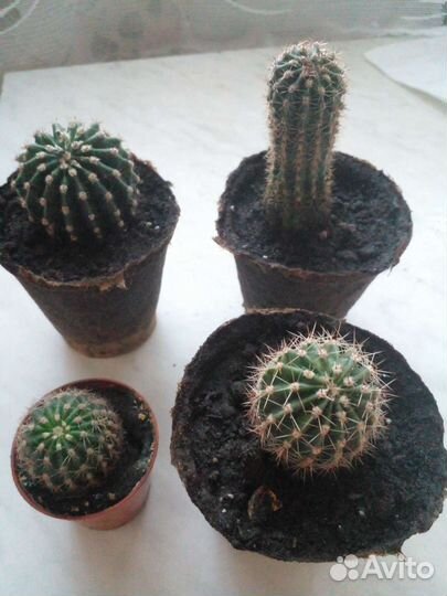 Лимон.Кактус.Опунция.Алоэ.Флорариум.Комнатные раст