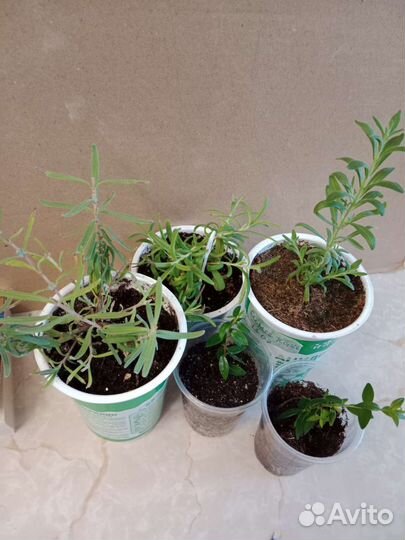 Мирт Лаванда Розмарин