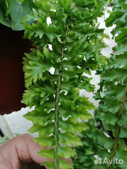 Комнатные цветы в ассортименте