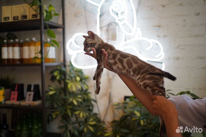 Бенгальские котята
