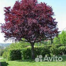 Черемуха саженцы