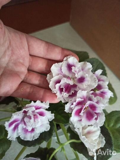 Сортовые фиалки