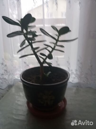 Толстянка, денежное дерево