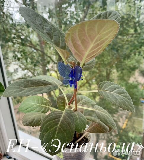 Сортовая глоксиния