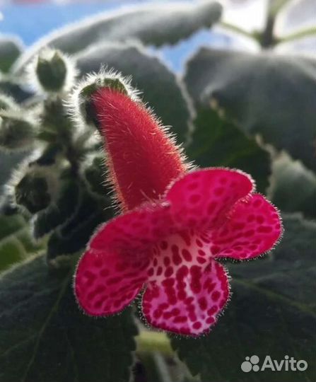 Колерия сортовая, красная, бордовая