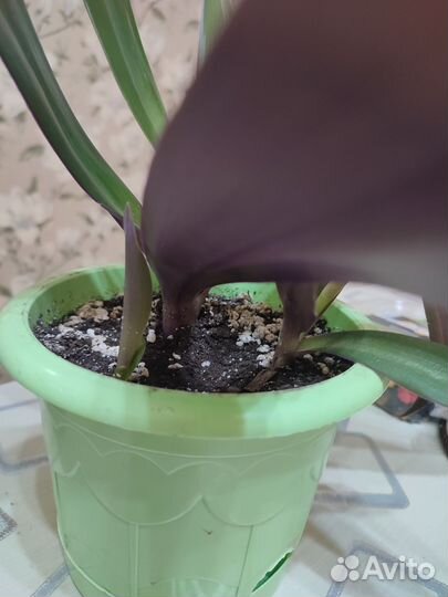 Традесканция Рео