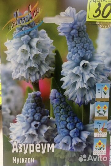 Подснежники, Мускари, Хионодокса, Пушкиния